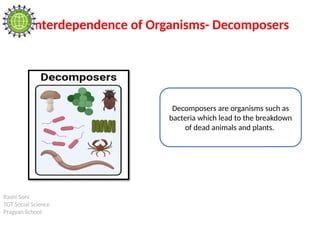Rashi Soni
TGT Social Science
Pragyan School
Interdependence of Organisms- Decomposers
Decomposers are organisms such as
bacteria which lead to the breakdown
of dead animals and plants.
 