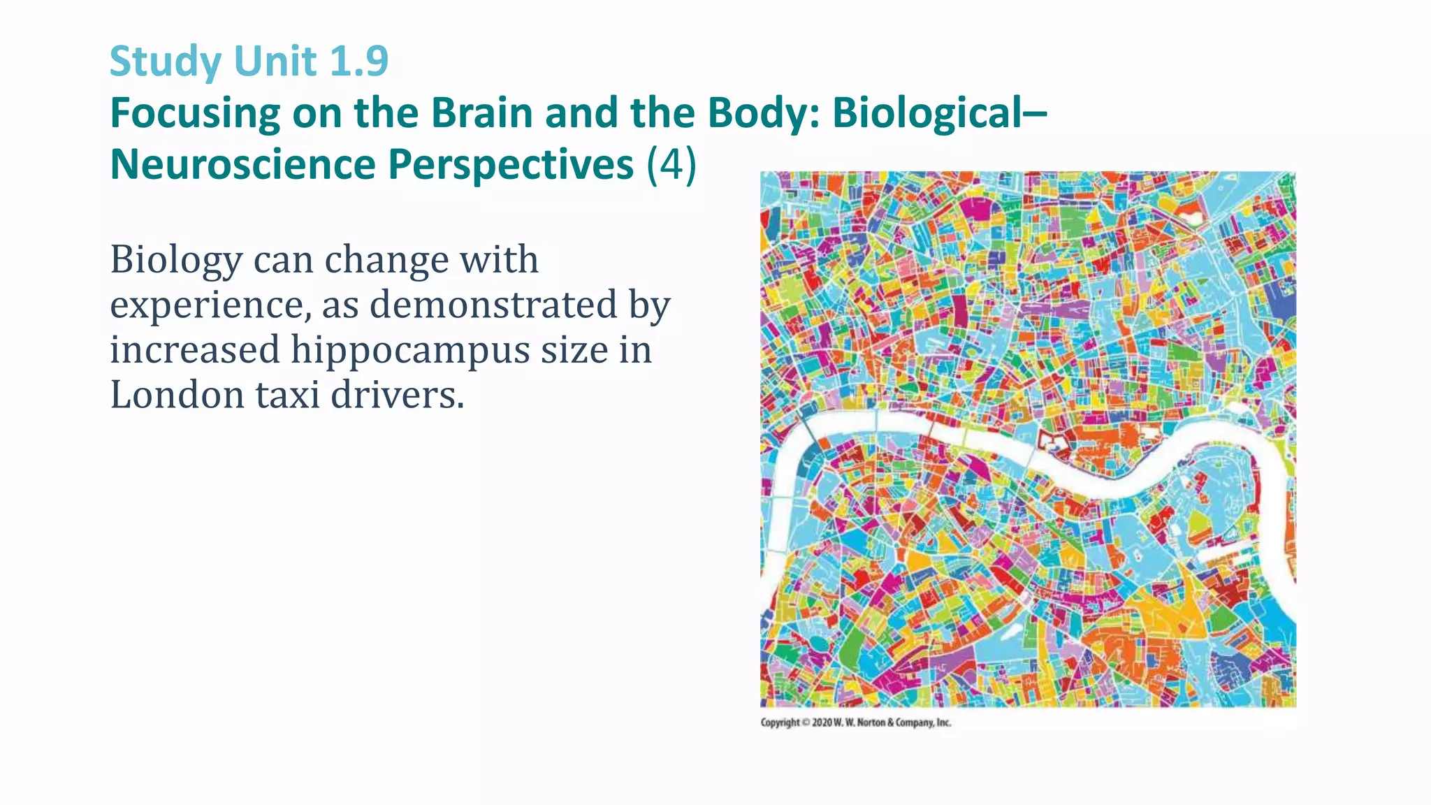 Study Unit 1.9
Focusing on the Brain and the Body: Biological–
Neuroscience Perspectives (4)
Biology can change with
experience, as demonstrated by
increased hippocampus size in
London taxi drivers.
 