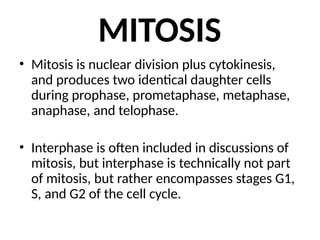 MITOSIS
• Mitosis is nuclear division plus cytokinesis,
and produces two identical daughter cells
during prophase, prometaphase, metaphase,
anaphase, and telophase.
• Interphase is often included in discussions of
mitosis, but interphase is technically not part
of mitosis, but rather encompasses stages G1,
S, and G2 of the cell cycle.
 
