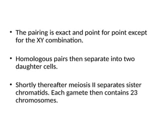 • The pairing is exact and point for point except
for the XY combination.
• Homologous pairs then separate into two
daughter cells.
• Shortly thereafter meiosis II separates sister
chromatids. Each gamete then contains 23
chromosomes.
 