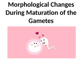 Morphological Changes
During Maturation of the
Gametes
 