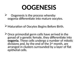 OOGENESIS
 Oogenesis is the process whereby
oogonia differentiate into mature oocytes.
Maturation of Oocytes Begins Before Birth.
Once primordial germ cells have arrived in the
gonad of a genetic female, they differentiate into
oogonia. These cells undergo a number of mitotic
divisions and, by the end of the 3rd month, are
arranged in clusters surrounded by a layer of flat
epithelial cells.
 