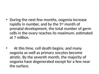 • During the next few months, oogonia increase
rapidly in number, and by the 5th month of
prenatal development, the total number of germ
cells in the ovary reaches its maximum, estimated
at 7 million.
• At this time, cell death begins, and many
oogonia as well as primary oocytes become
atretic. By the seventh month, the majority of
oogonia have degenerated except for a few near
the surface.
 
