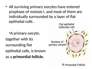 • All surviving primary oocytes have entered
prophase of meiosis I, and most of them are
individually surrounded by a layer of flat
epithelial cells .
•A primary oocyte,
together with its
surrounding flat
epithelial cells, is known
as a primordial follicle.
 