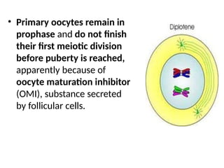 • Primary oocytes remain in
prophase and do not finish
their first meiotic division
before puberty is reached,
apparently because of
oocyte maturation inhibitor
(OMI), substance secreted
by follicular cells.
 