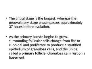 • The antral stage is the longest, whereas the
preovulatory stage encompasses approximately
37 hours before ovulation.
• As the primary oocyte begins to grow,
surrounding follicular cells change from flat to
cuboidal and proliferate to produce a stratified
epithelium of granulosa cells, and the unitis
called a primary follicle. Granulosa cells rest on a
basement
 