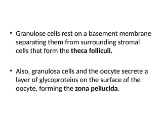 • Granulose cells rest on a basement membrane
separating them from surrounding stromal
cells that form the theca folliculi.
• Also, granulosa cells and the oocyte secrete a
layer of glycoproteins on the surface of the
oocyte, forming the zona pellucida.
 