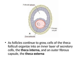 • As follicles continue to grow, cells of the theca
folliculi organize into an inner layer of secretory
cells, the theca interna, and an outer fibrous
capsule, the theca externa
 