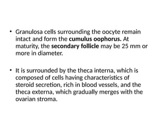 • Granulosa cells surrounding the oocyte remain
intact and form the cumulus oophorus. At
maturity, the secondary follicle may be 25 mm or
more in diameter.
• It is surrounded by the theca interna, which is
composed of cells having characteristics of
steroid secretion, rich in blood vessels, and the
theca externa, which gradually merges with the
ovarian stroma.
 