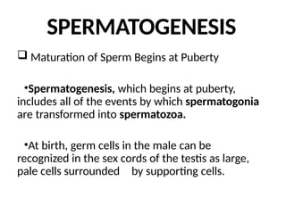 SPERMATOGENESIS
 Maturation of Sperm Begins at Puberty
•Spermatogenesis, which begins at puberty,
includes all of the events by which spermatogonia
are transformed into spermatozoa.
•At birth, germ cells in the male can be
recognized in the sex cords of the testis as large,
pale cells surrounded by supporting cells.
 
