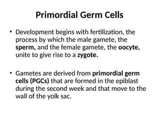 Primordial Germ Cells
• Development begins with fertilization, the
process by which the male gamete, the
sperm, and the female gamete, the oocyte,
unite to give rise to a zygote.
• Gametes are derived from primordial germ
cells (PGCs) that are formed in the epiblast
during the second week and that move to the
wall of the yolk sac.
 