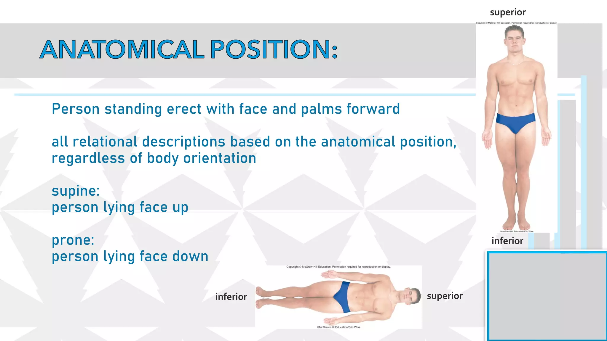 Person standing erect with face and palms forward
all relational descriptions based on the anatomical position,
regardless of body orientation
supine:
person lying face up
prone:
person lying face down
superior
inferior
superior
inferior
 