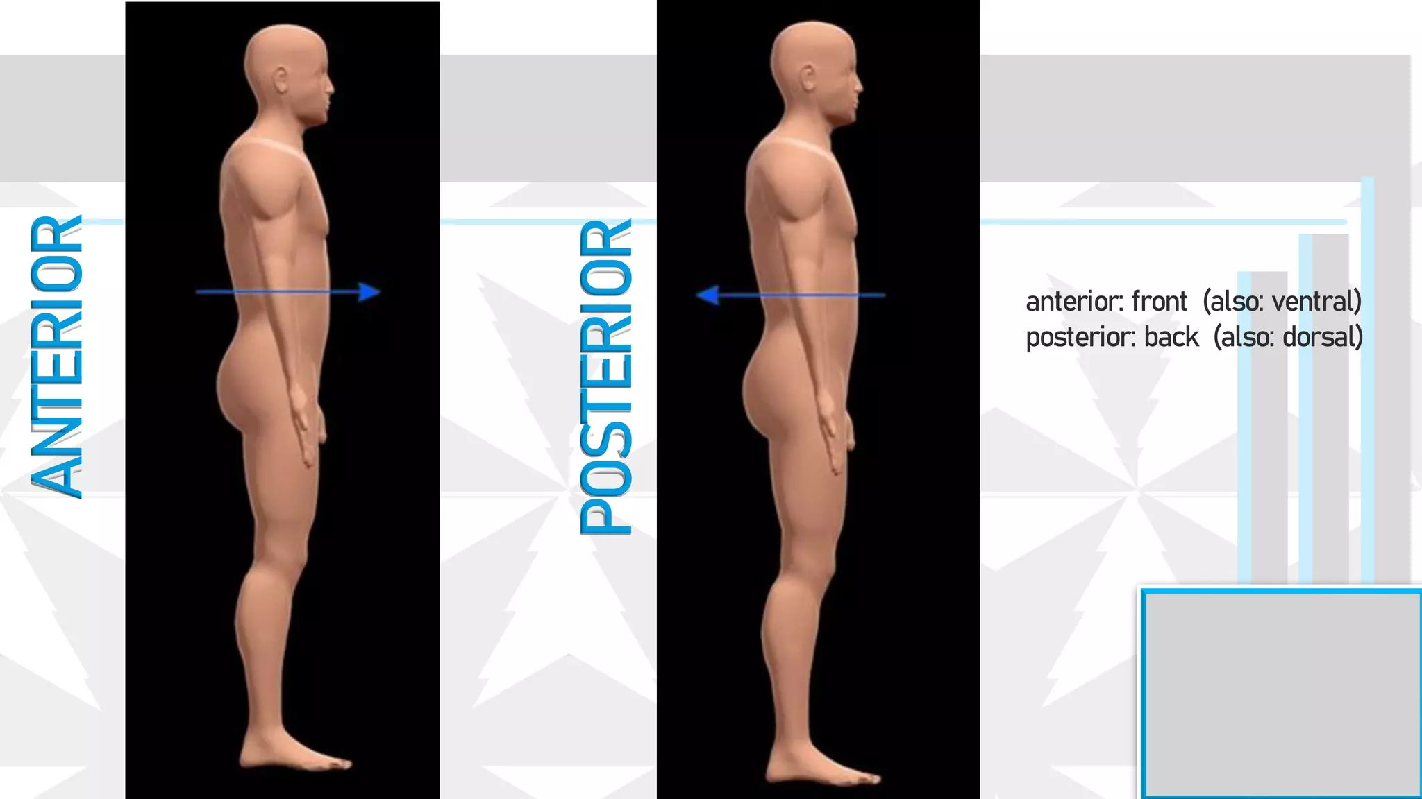 POSTERIOR
ANTERIOR
anterior: front (also: ventral)
posterior: back (also: dorsal)
 