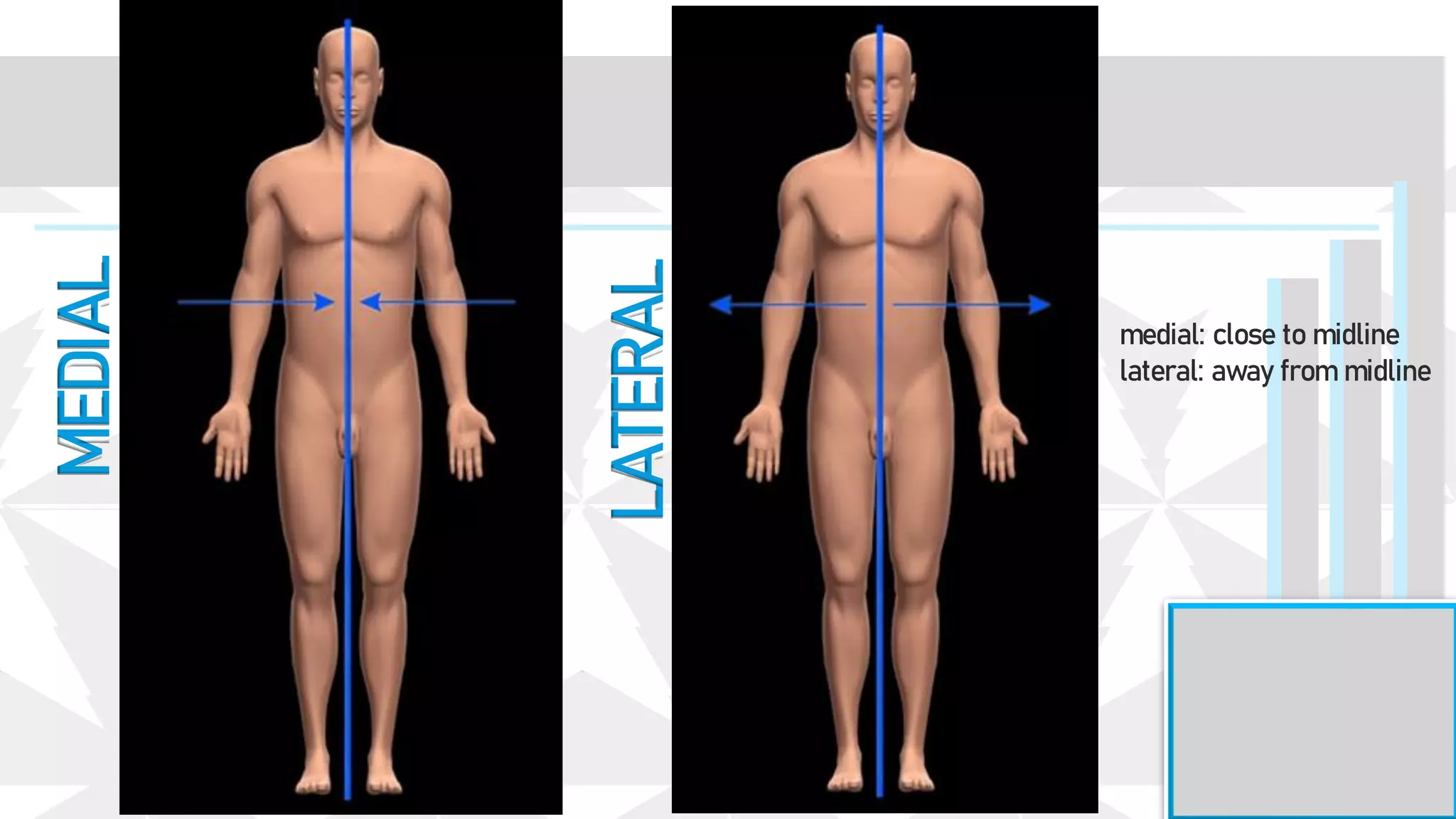 LATERAL
MEDIAL
medial: close to midline
lateral: away from midline
 