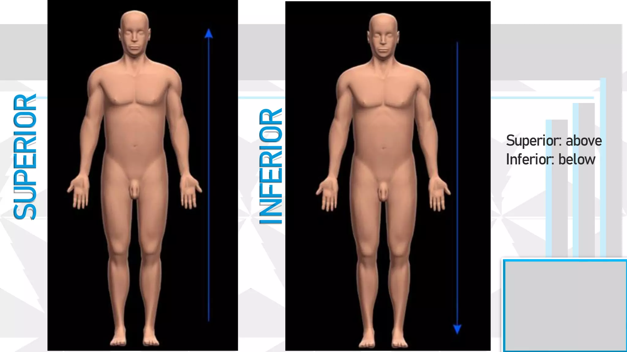 INFERIOR
SUPERIOR
Superior: above
Inferior: below
 