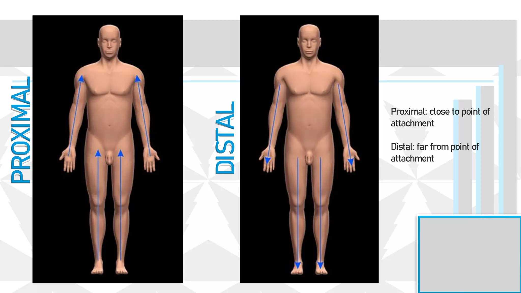 DISTAL
PROXIMAL
Proximal: close to point of
attachment
Distal: far from point of
attachment
 