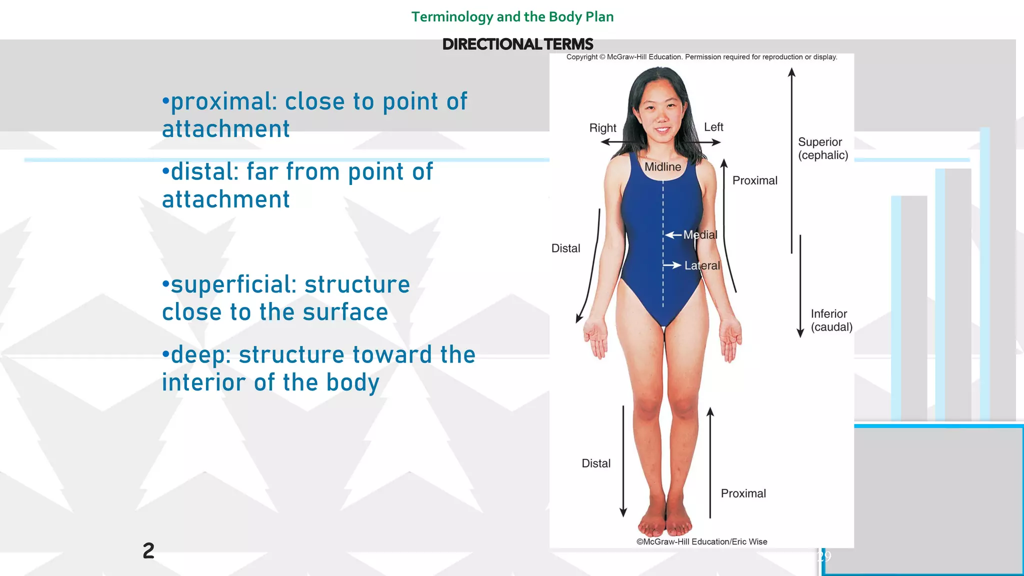29
•proximal: close to point of
attachment
•distal: far from point of
attachment
•superficial: structure
close to the surface
•deep: structure toward the
interior of the body
Terminology and the Body Plan
2
 