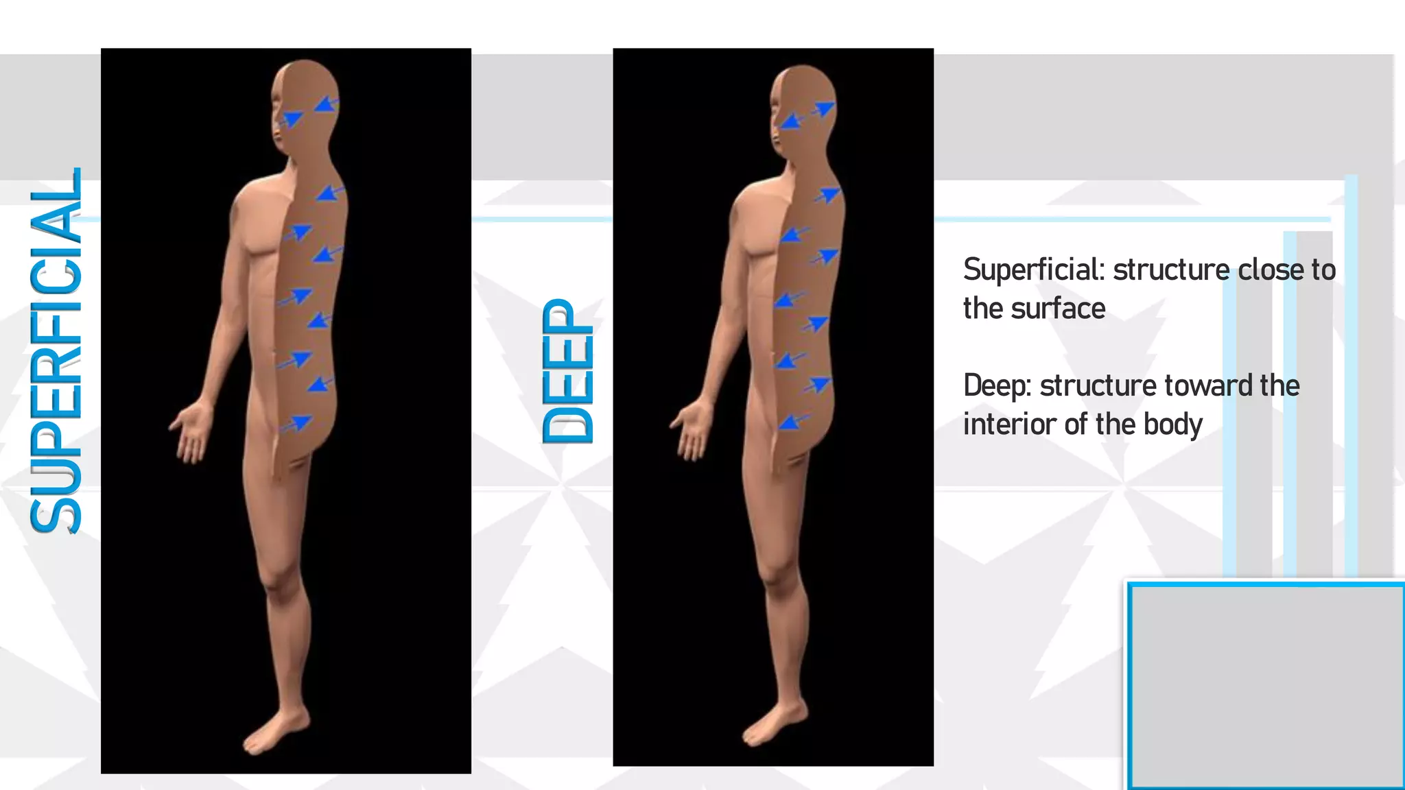 DEEP
SUPERFICIAL
Superficial: structure close to
the surface
Deep: structure toward the
interior of the body
 