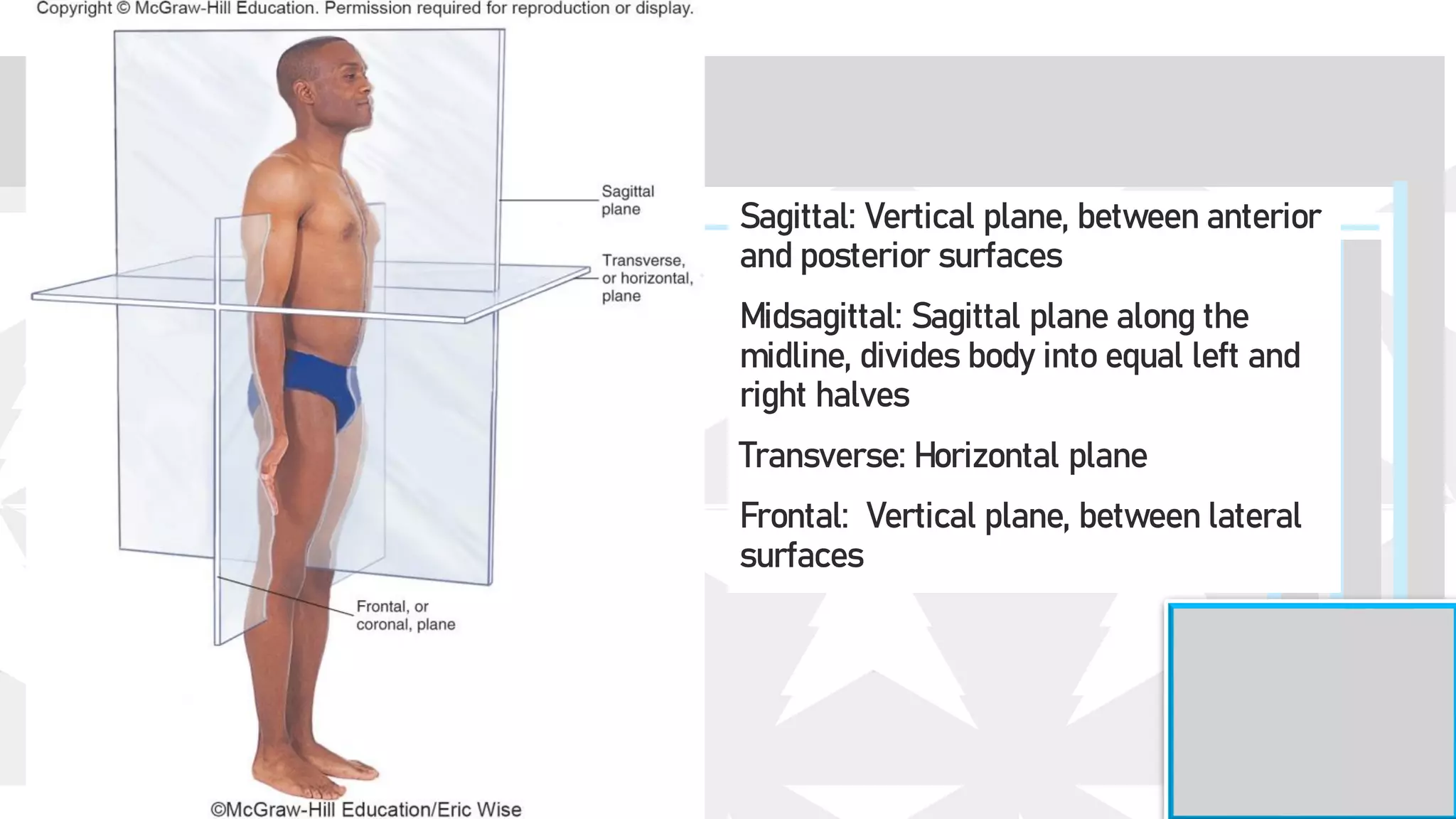 Sagittal: Vertical plane, between anterior
and posterior surfaces
Midsagittal: Sagittal plane along the
midline, divides body into equal left and
right halves
Transverse: Horizontal plane
Frontal: Vertical plane, between lateral
surfaces
 