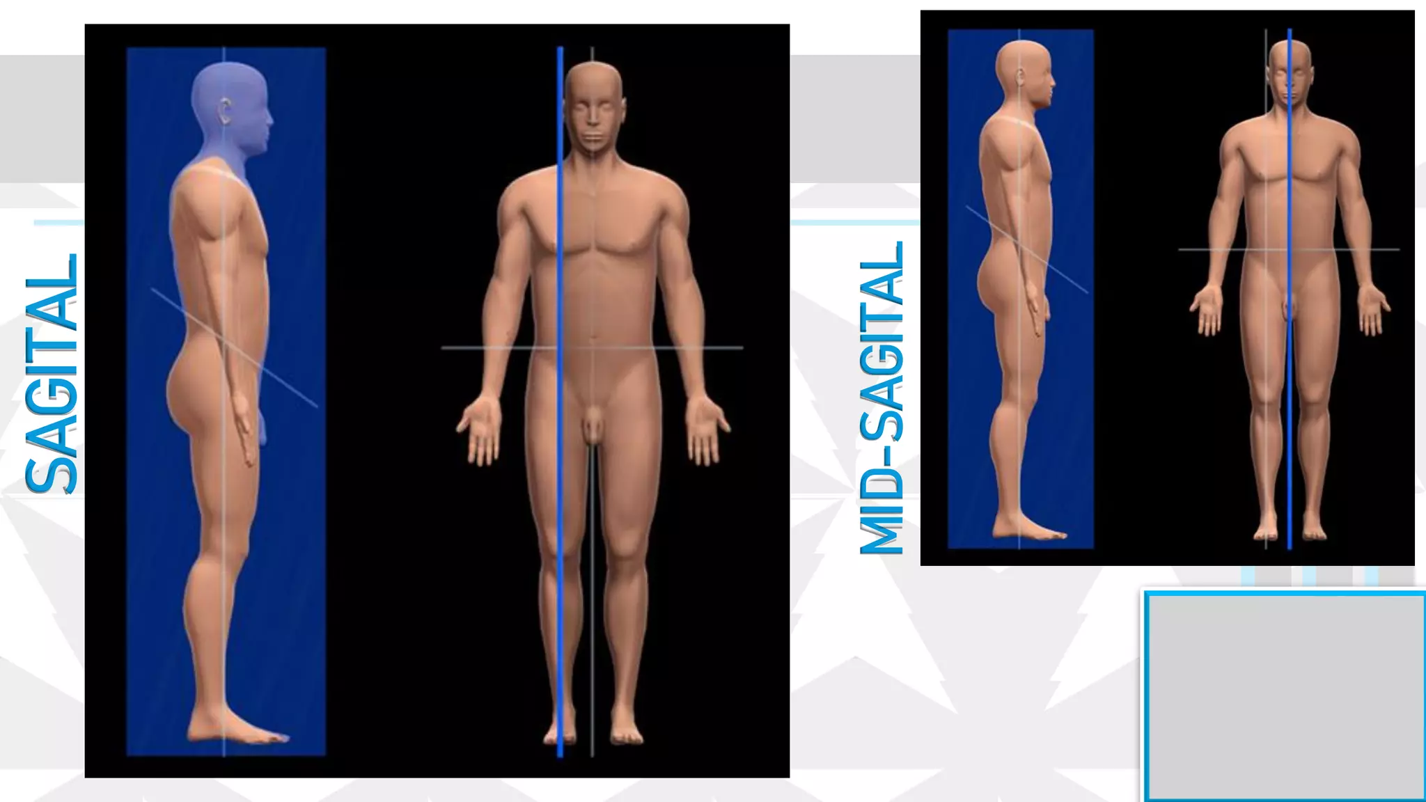 SAGITAL
MID-SAGITAL
 