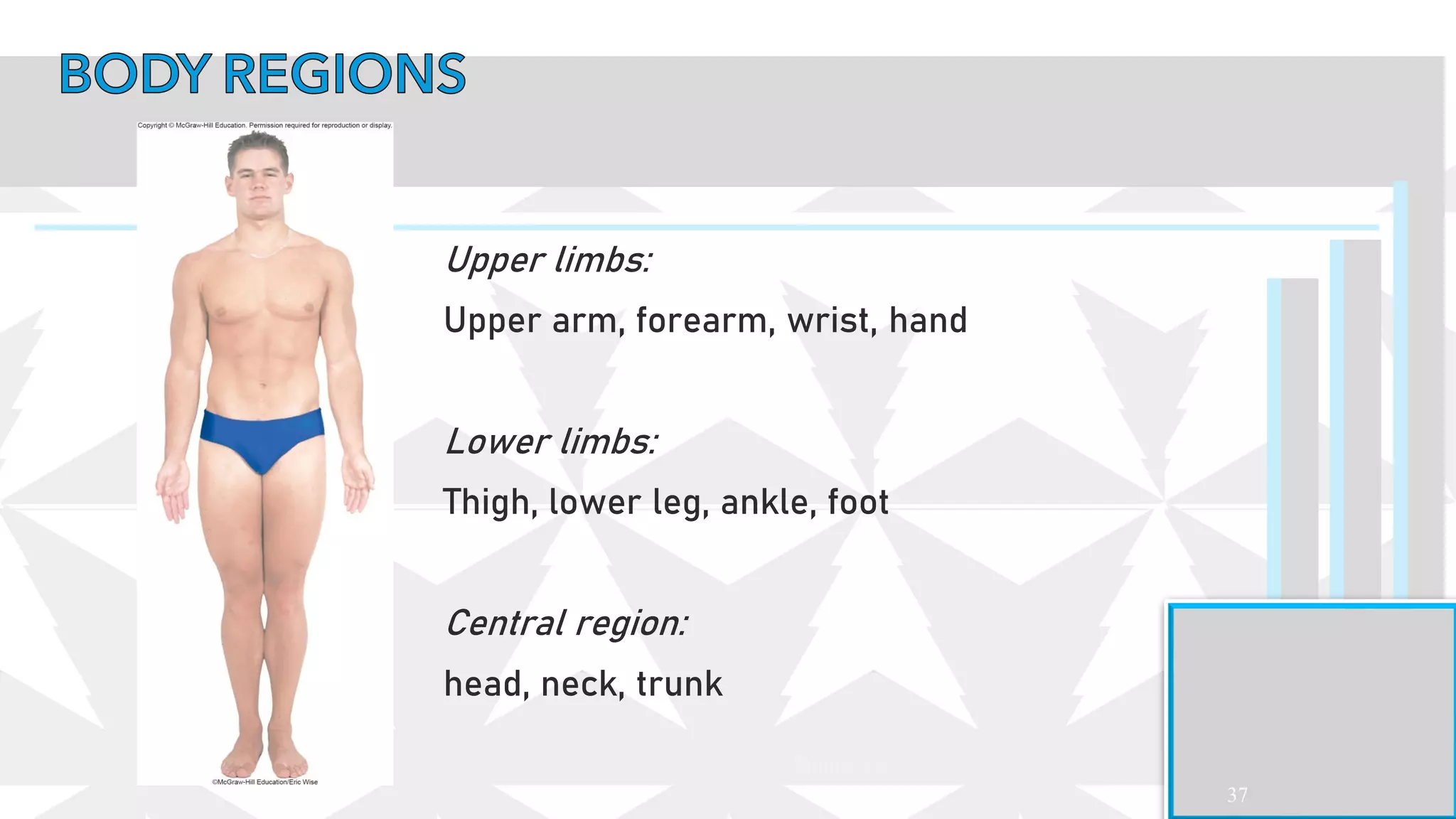 37
Upper limbs:
Upper arm, forearm, wrist, hand
Lower limbs:
Thigh, lower leg, ankle, foot
Central region:
head, neck, trunk
Figure 1.9
 