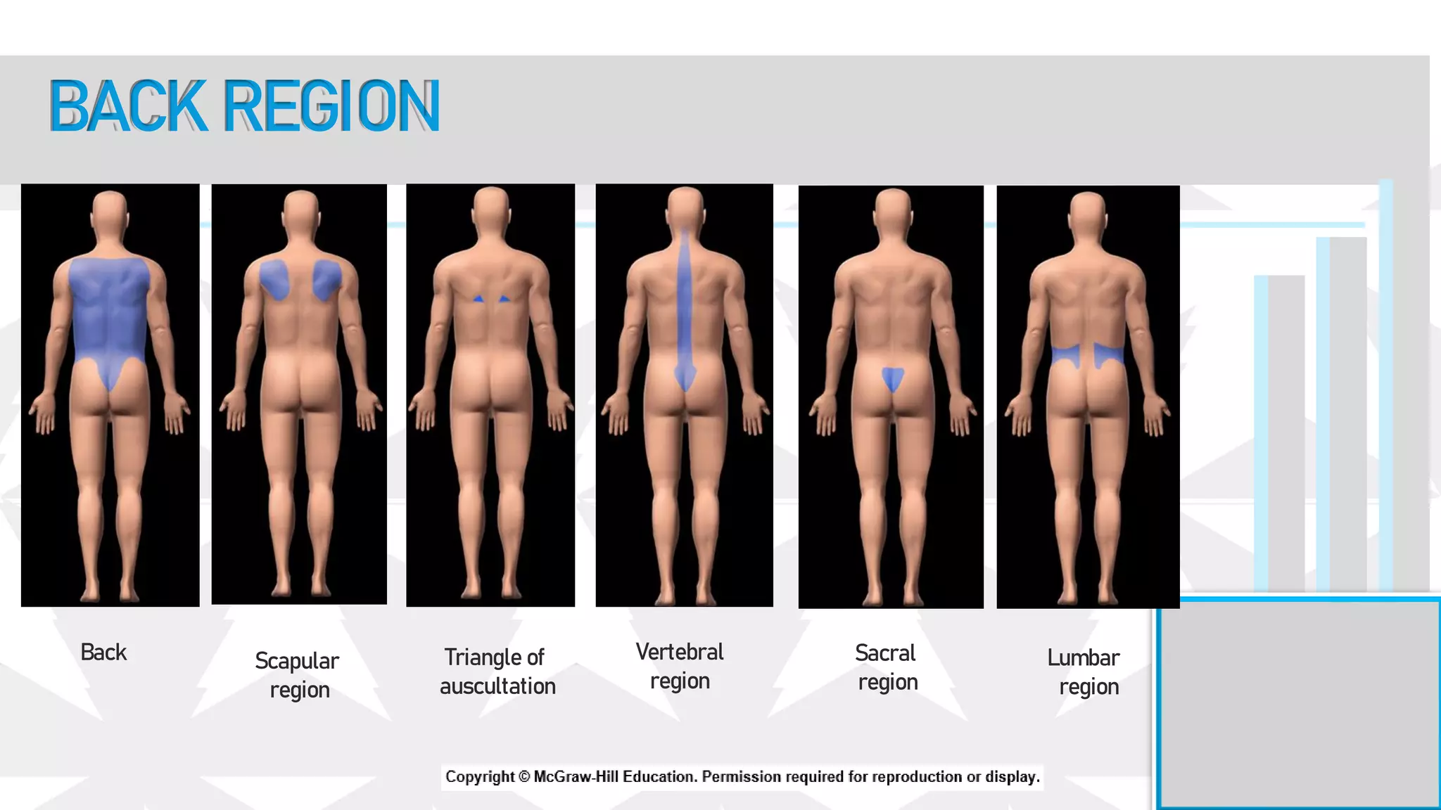 Back Scapular
region
Triangle of
auscultation
Vertebral
region
Sacral
region
Lumbar
region
BACK REGION
 