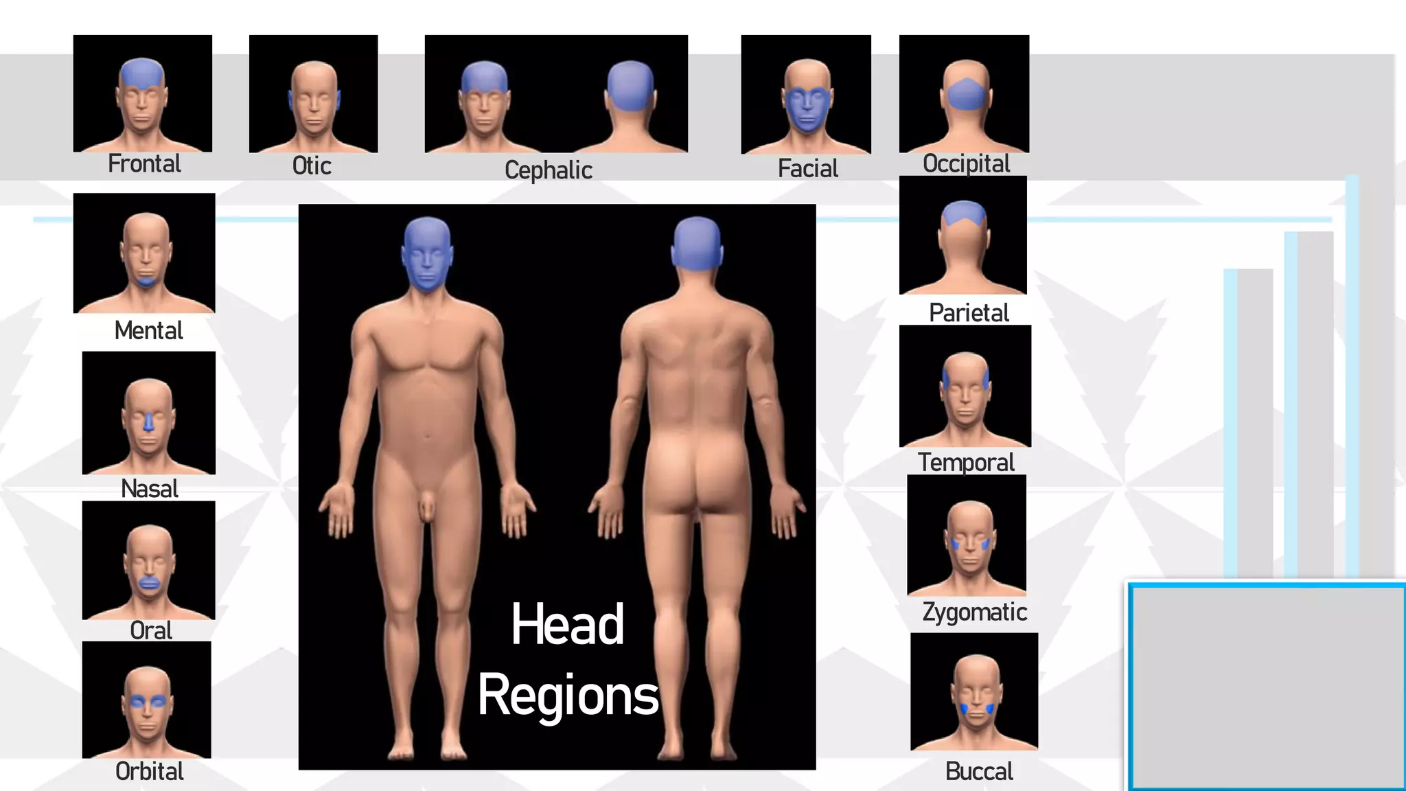 Frontal
Mental
Nasal
Oral
Orbital
Occipital
Parietal
Temporal
Zygomatic
Buccal
Otic Facial
Cephalic
Head
Regions
 