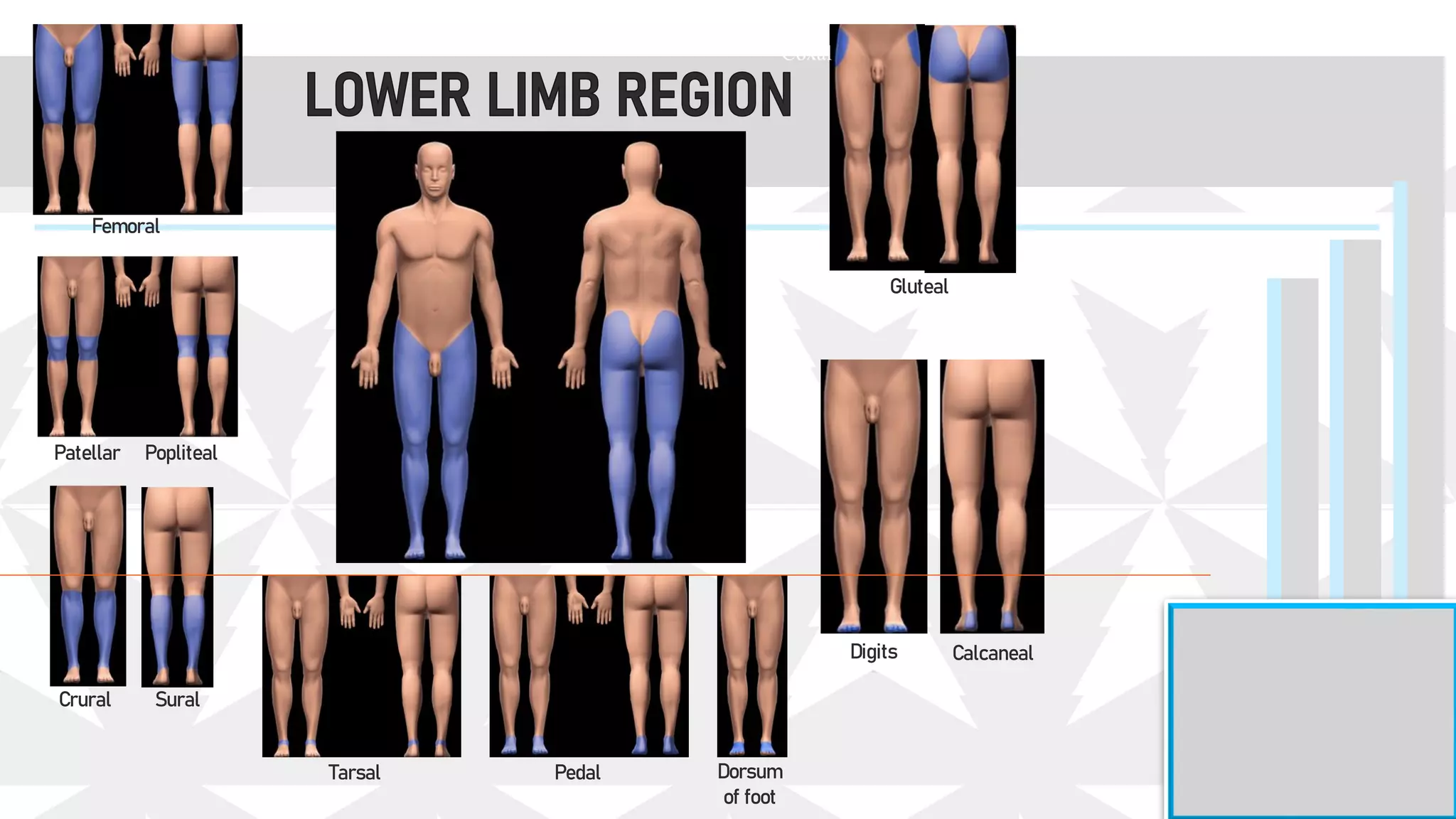 Femoral
Patellar
Crural
Tarsal Pedal Dorsum
of foot
Digits Calcaneal
Gluteal
Coxal
Popliteal
Sural
 