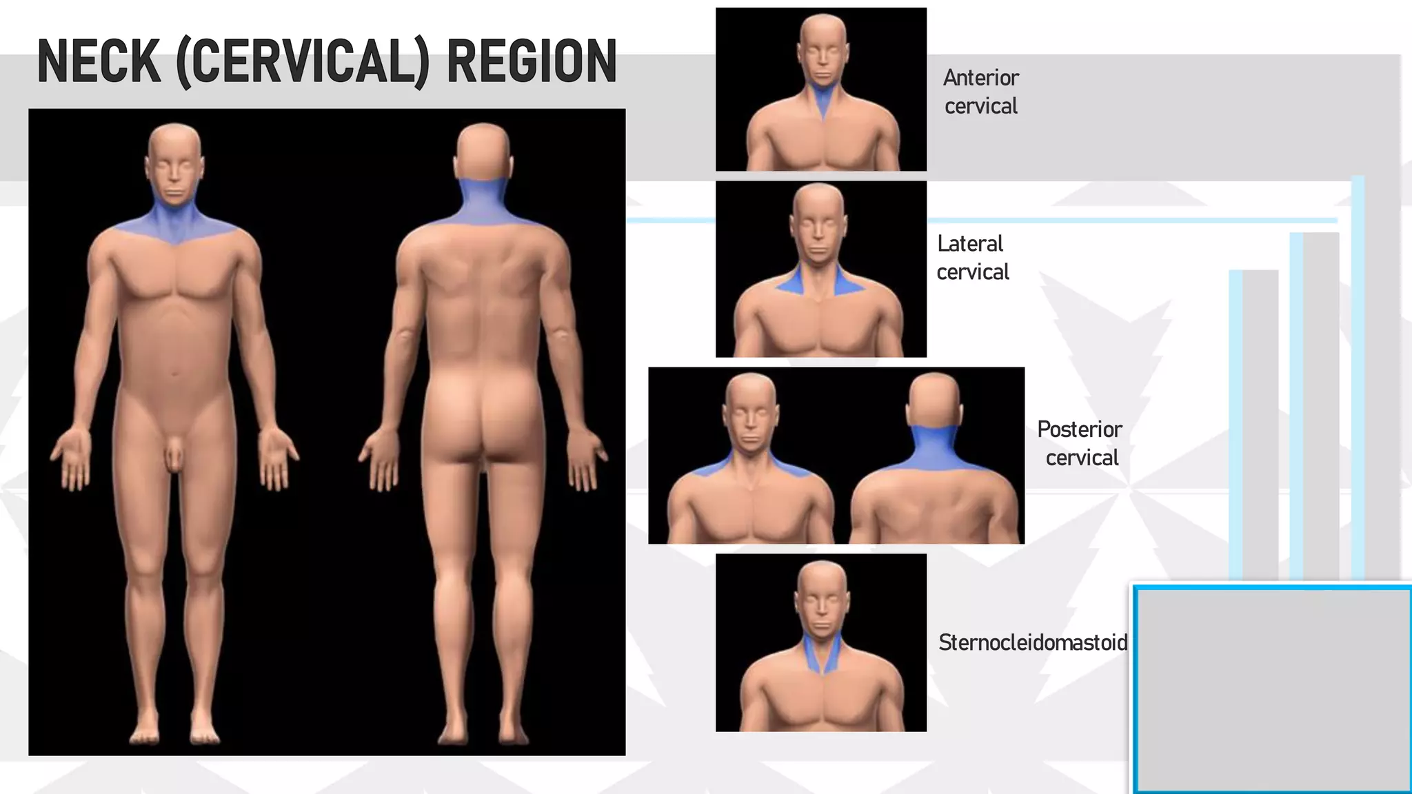Anterior
cervical
Lateral
cervical
Posterior
cervical
Sternocleidomastoid
 