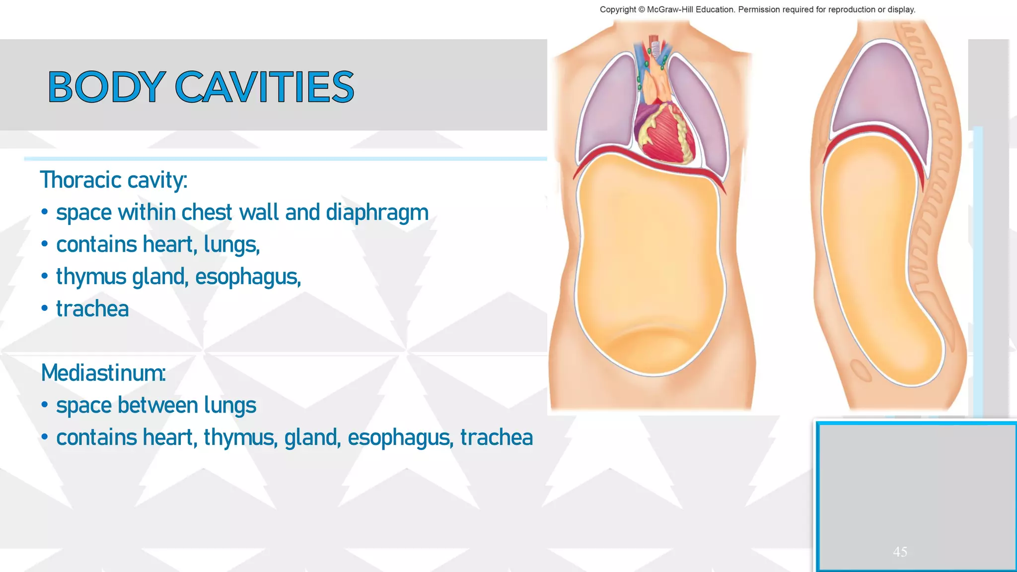 45
Thoracic cavity:
• space within chest wall and diaphragm
• contains heart, lungs,
• thymus gland, esophagus,
• trachea
Mediastinum:
• space between lungs
• contains heart, thymus, gland, esophagus, trachea
 
