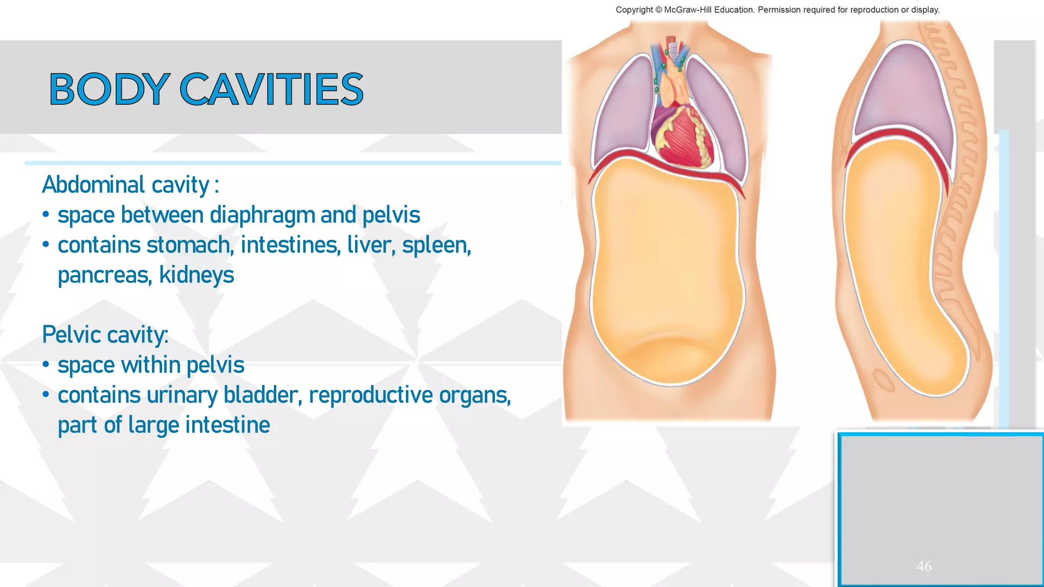 46
Abdominal cavity :
• space between diaphragm and pelvis
• contains stomach, intestines, liver, spleen,
pancreas, kidneys
Pelvic cavity:
• space within pelvis
• contains urinary bladder, reproductive organs,
part of large intestine
 