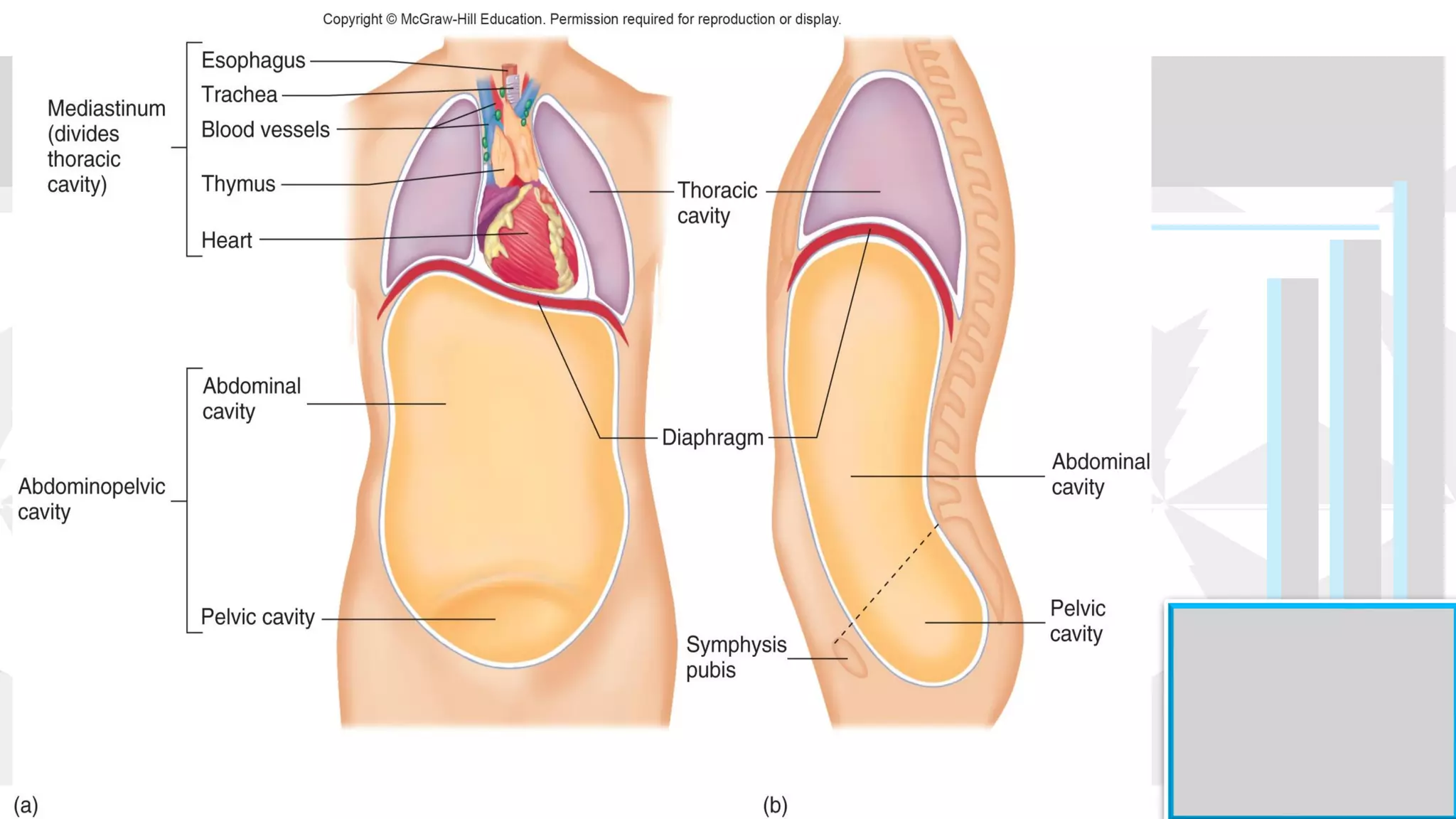Chapter 1 intro to anaphysio.pdf