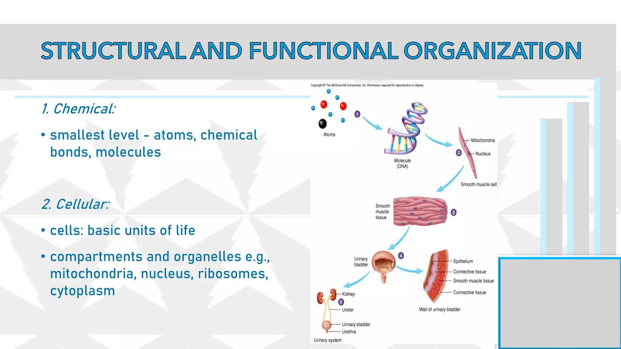 1. Chemical:
• smallest level - atoms, chemical
bonds, molecules
2. Cellular:
• cells: basic units of life
• compartments and organelles e.g.,
mitochondria, nucleus, ribosomes,
cytoplasm
 