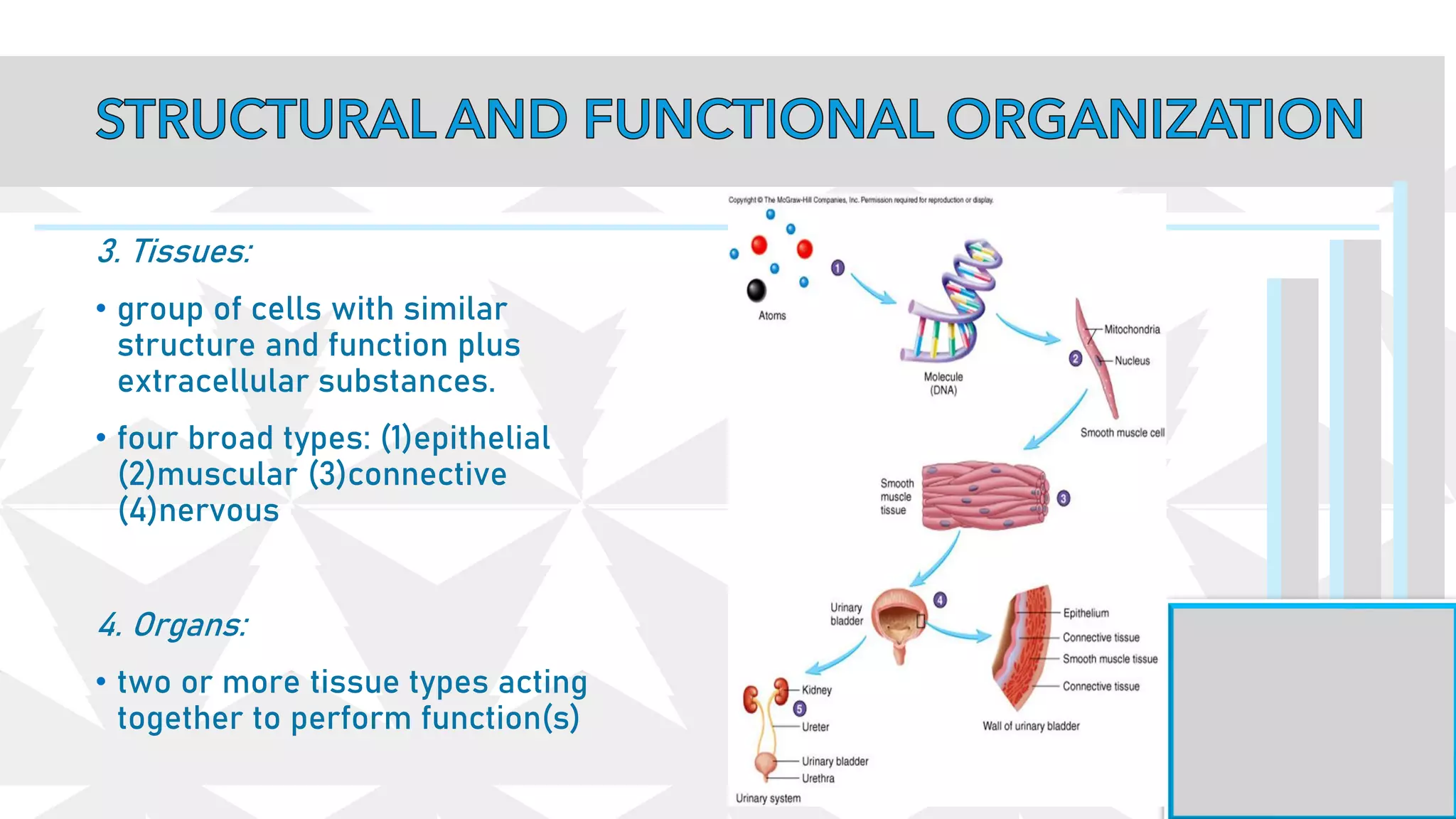3. Tissues:
• group of cells with similar
structure and function plus
extracellular substances.
• four broad types: (1)epithelial
(2)muscular (3)connective
(4)nervous
4. Organs:
• two or more tissue types acting
together to perform function(s)
 