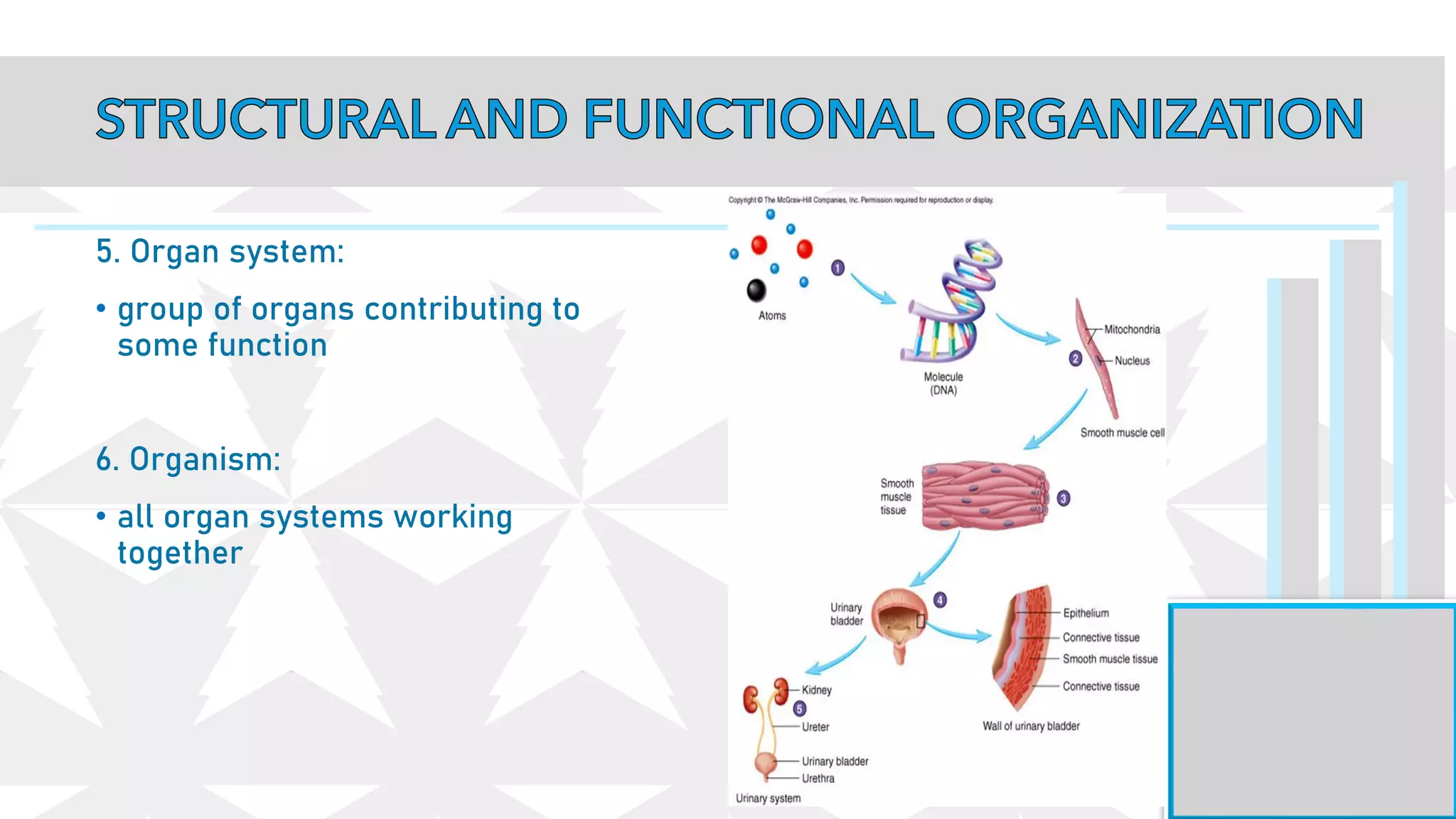 5. Organ system:
• group of organs contributing to
some function
6. Organism:
• all organ systems working
together
 