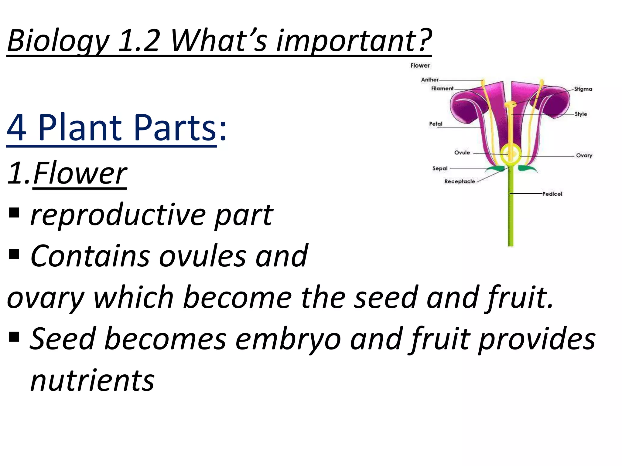 Biology 1.2 What’s important?

4 Plant Parts:
1.Flower
 reproductive part
 Contains ovules and
ovary which become the seed and fruit.
 Seed becomes embryo and fruit provides
  nutrients
 