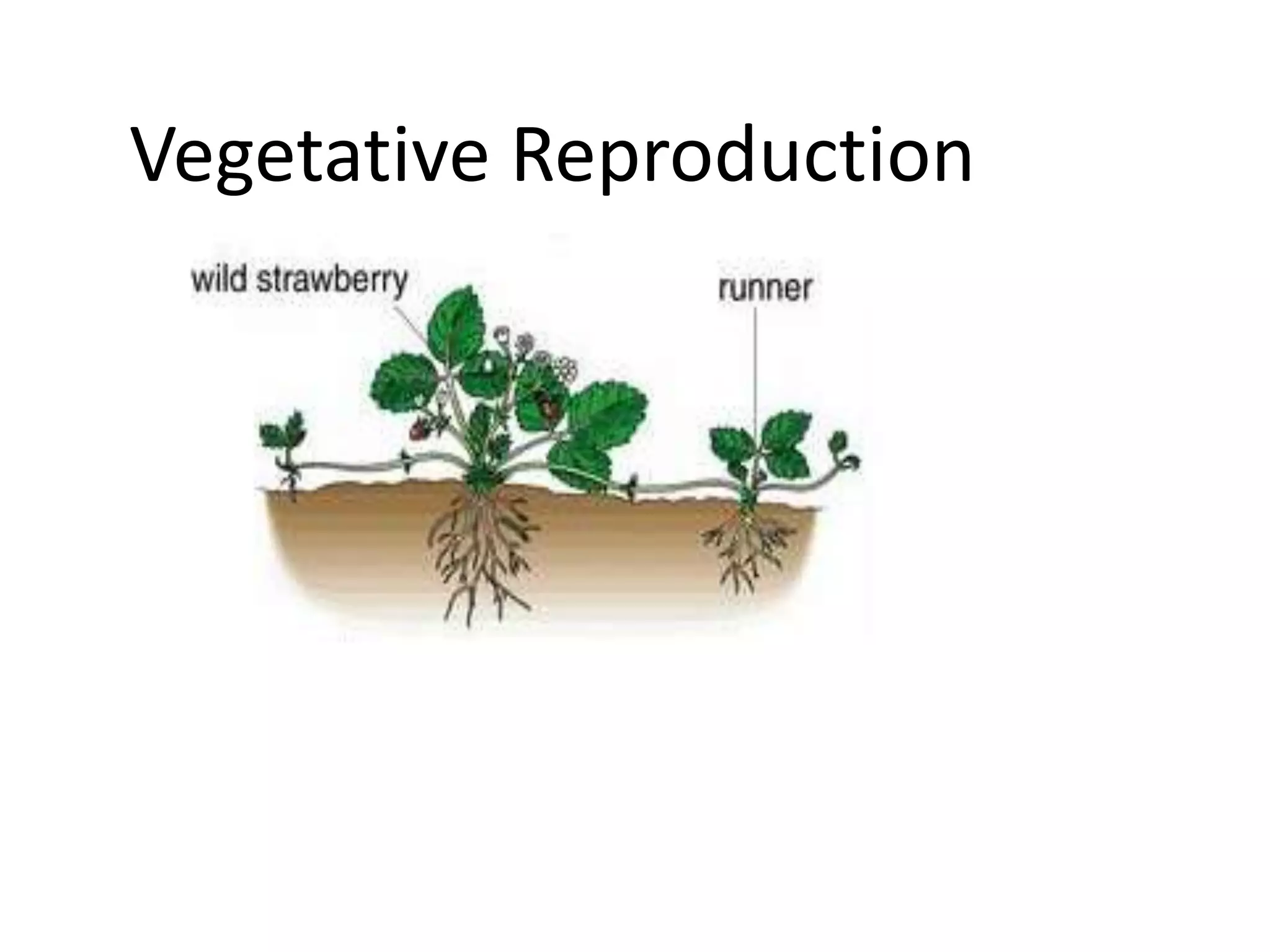 Vegetative Reproduction
 