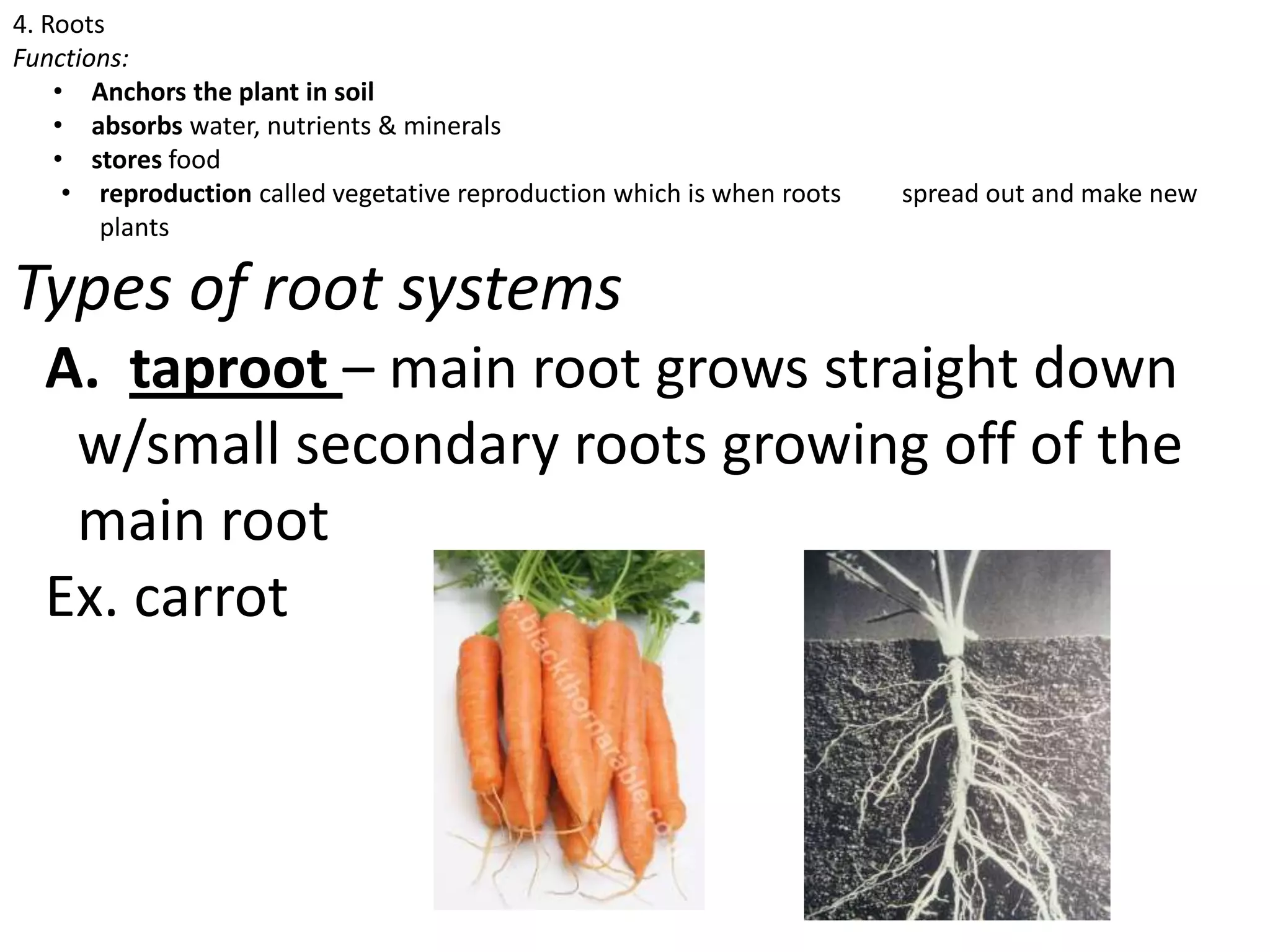 4. Roots
Functions:
    • Anchors the plant in soil
    • absorbs water, nutrients & minerals
    • stores food
     • reproduction called vegetative reproduction which is when roots   spread out and make new
        plants

Types of root systems
  A. taproot – main root grows straight down
   w/small secondary roots growing off of the
   main root
  Ex. carrot
 