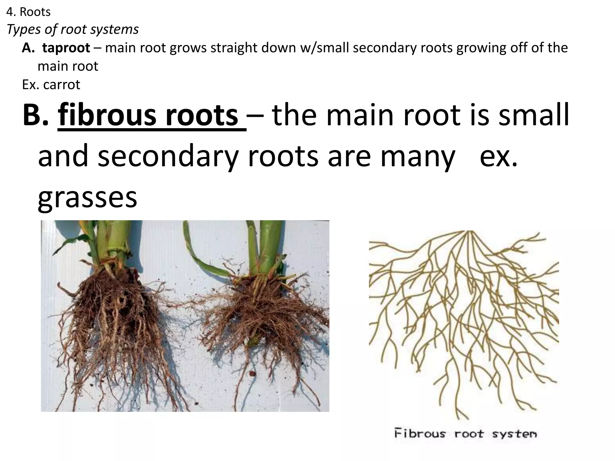 4. Roots
Types of root systems
  A. taproot – main root grows straight down w/small secondary roots growing off of the
    main root
  Ex. carrot

  B. fibrous roots – the main root is small
   and secondary roots are many ex.
   grasses
 