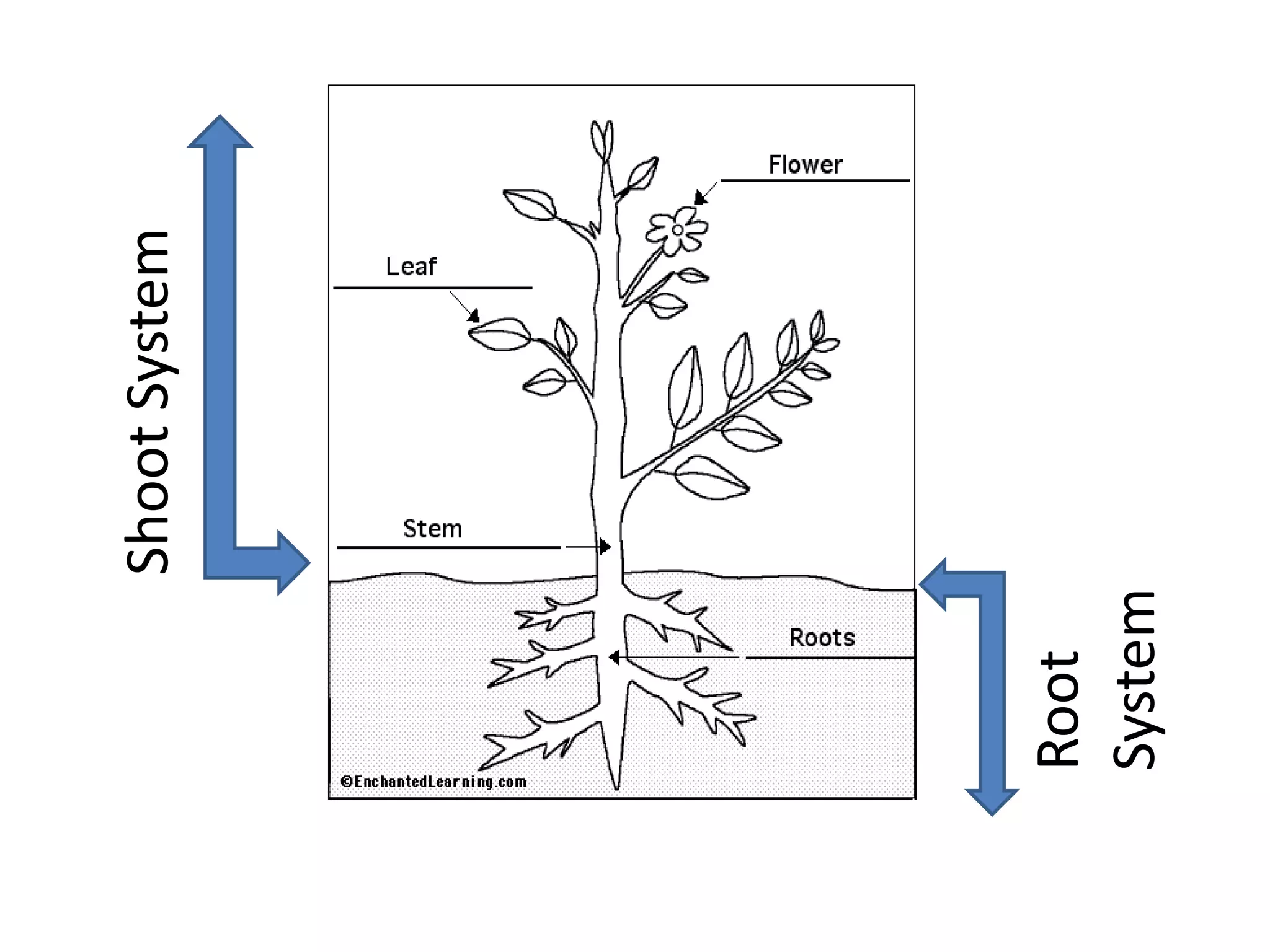 Shoot System




Root
System
 