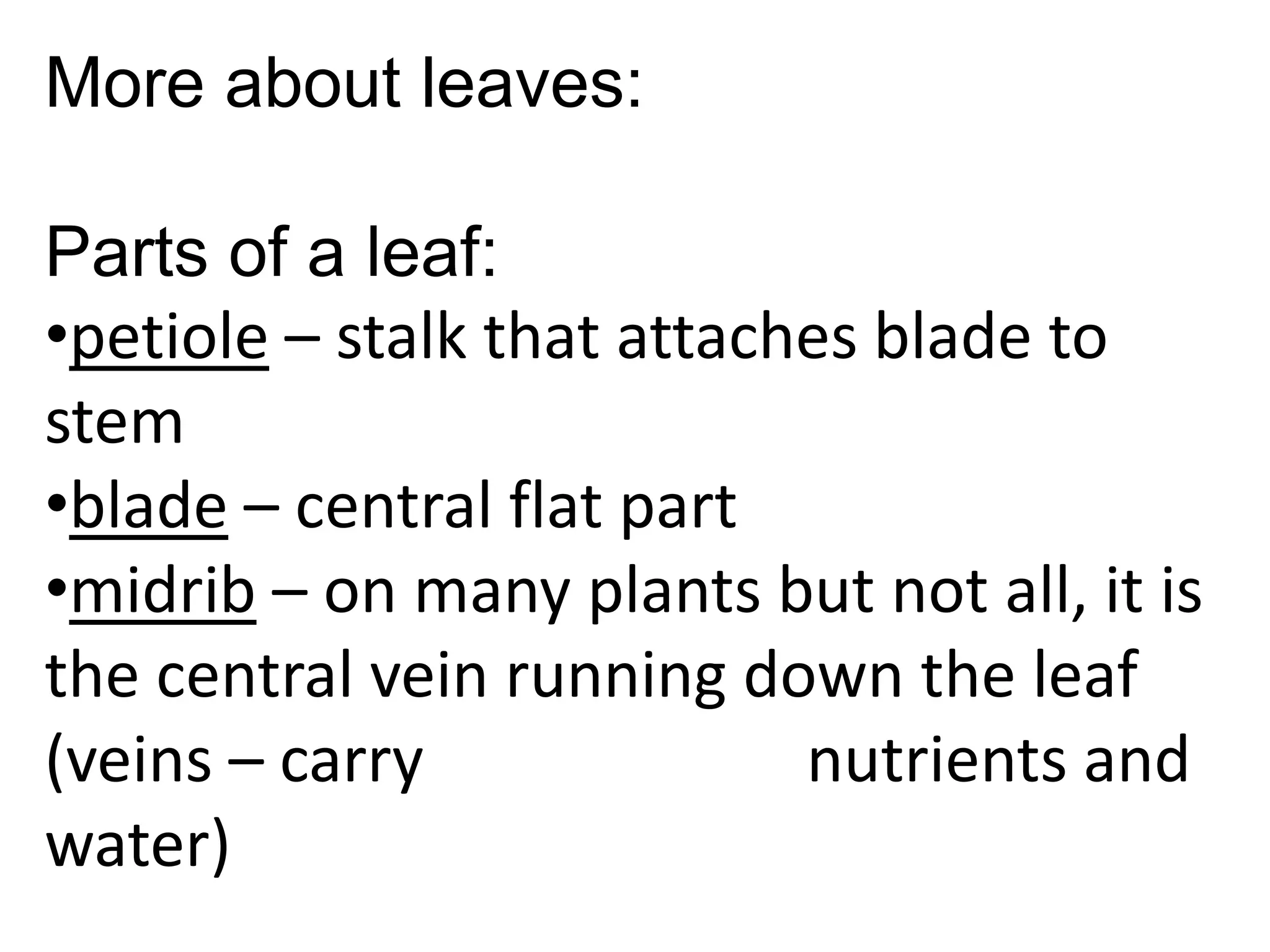 More about leaves:

Parts of a leaf:
•petiole – stalk that attaches blade to
stem
•blade – central flat part
•midrib – on many plants but not all, it is
the central vein running down the leaf
(veins – carry              nutrients and
water)
 