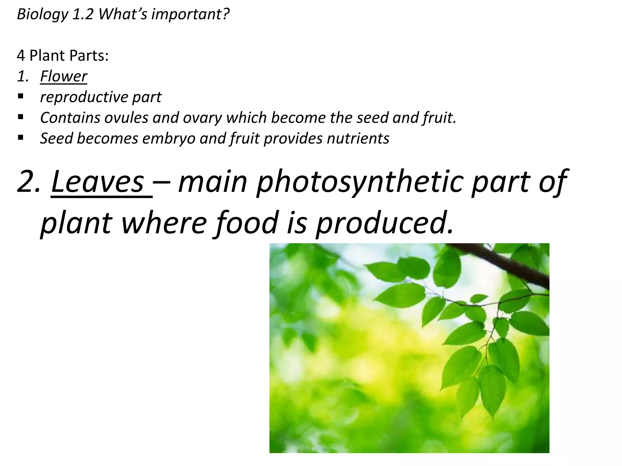 Biology 1.2 What’s important?

4 Plant Parts:
1. Flower
 reproductive part
 Contains ovules and ovary which become the seed and fruit.
 Seed becomes embryo and fruit provides nutrients

2. Leaves – main photosynthetic part of
  plant where food is produced.
 