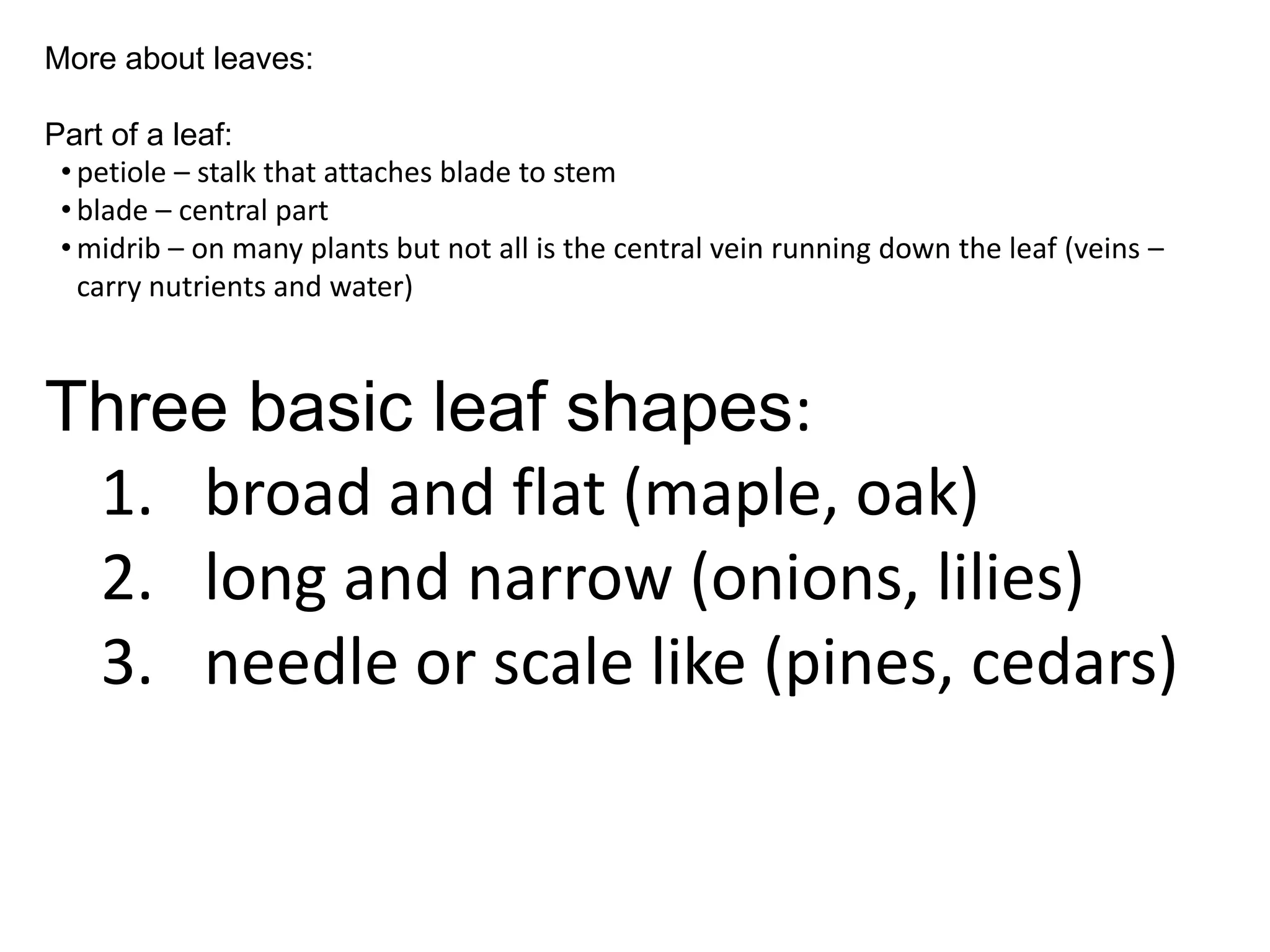 More about leaves:

Part of a leaf:
 • petiole – stalk that attaches blade to stem
 • blade – central part
 • midrib – on many plants but not all is the central vein running down the leaf (veins –
   carry nutrients and water)



Three basic leaf shapes:
 1. broad and flat (maple, oak)
 2. long and narrow (onions, lilies)
 3. needle or scale like (pines, cedars)
 