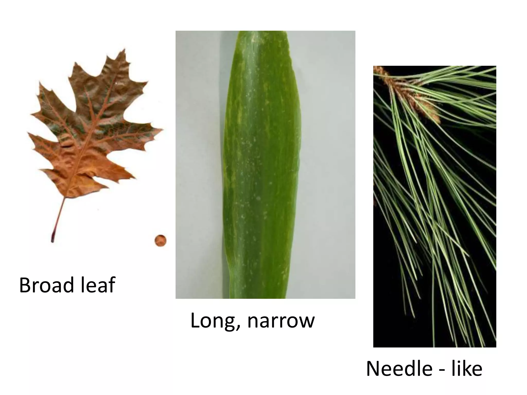 Broad leaf
             Long, narrow

                            Needle - like
 