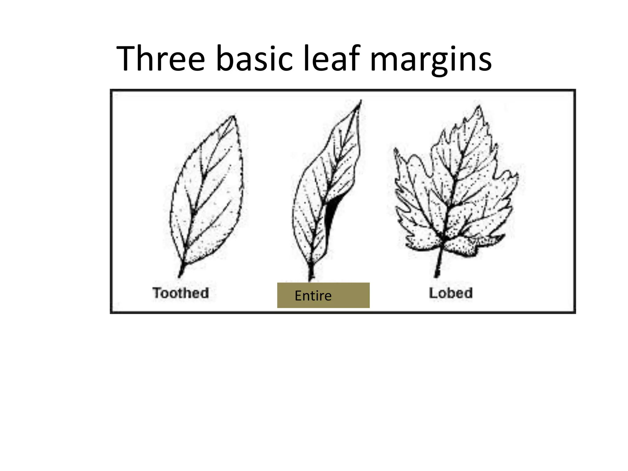 Three basic leaf margins




           Entire
 