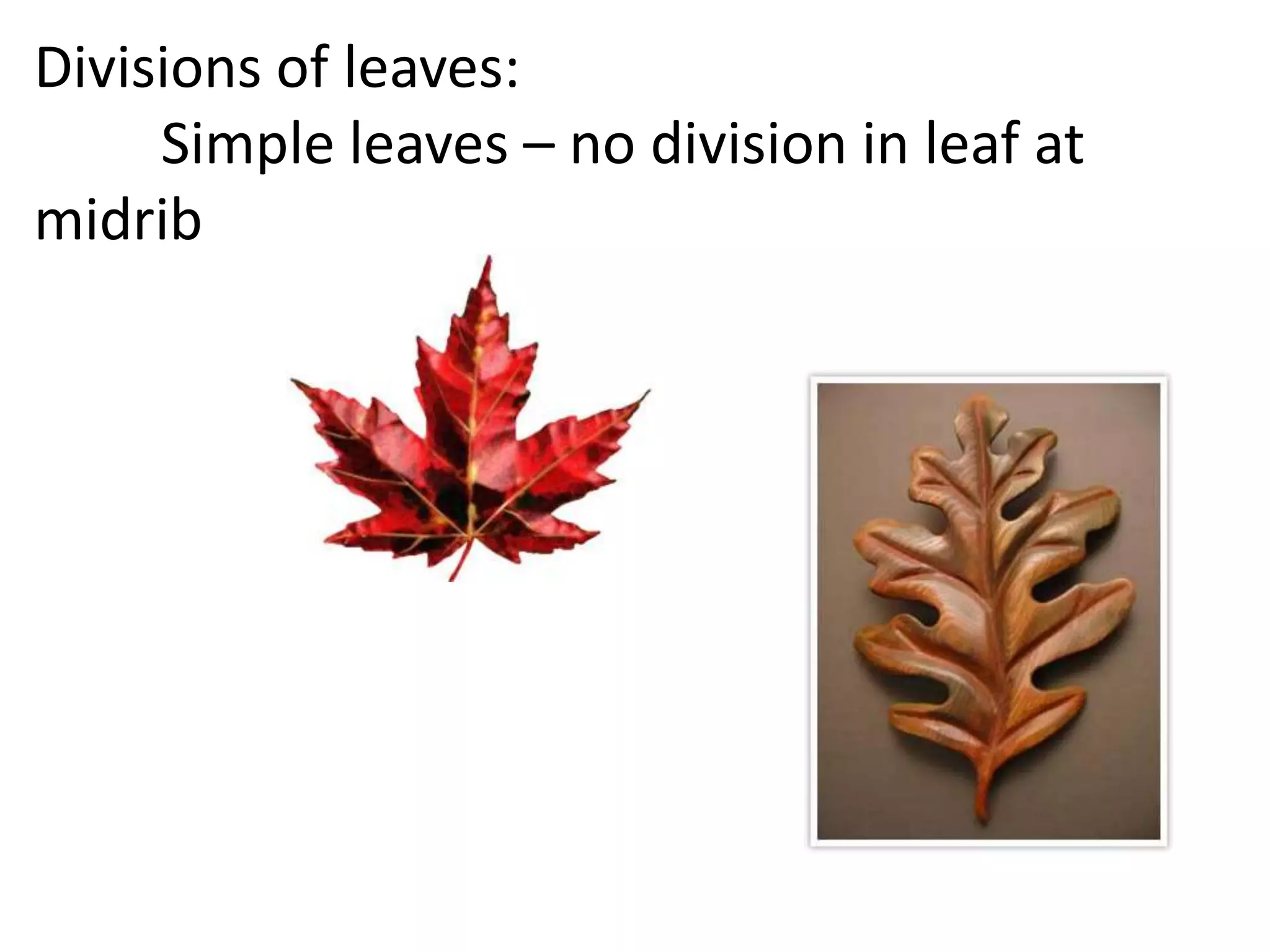 Divisions of leaves:
     Simple leaves – no division in leaf at
midrib
 