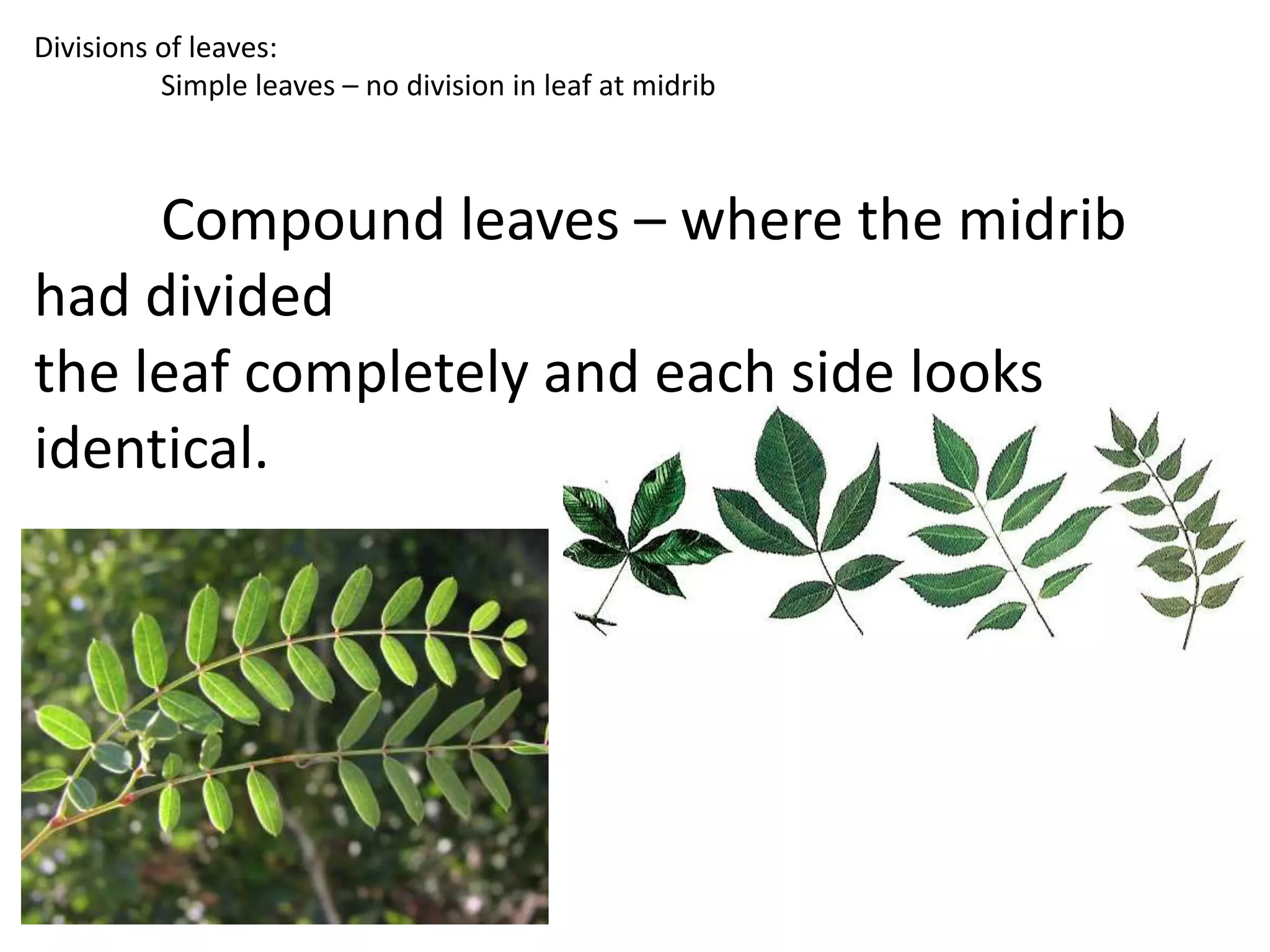 Divisions of leaves:
          Simple leaves – no division in leaf at midrib



     Compound leaves – where the midrib
had divided
the leaf completely and each side looks
identical.
 