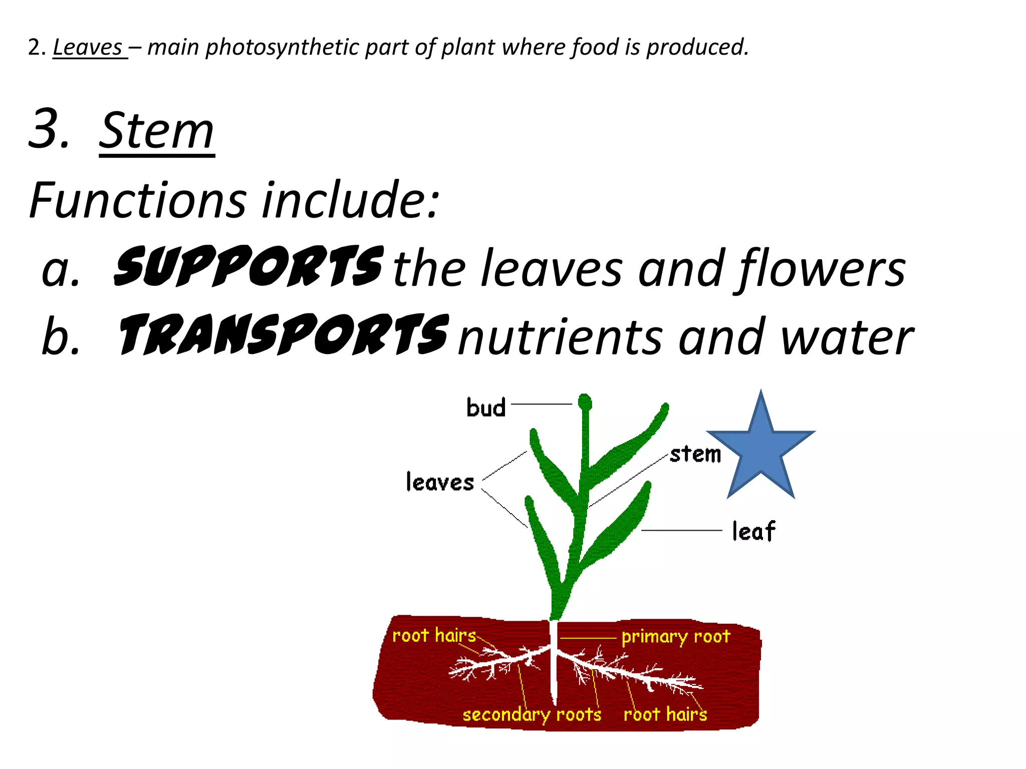 2. Leaves – main photosynthetic part of plant where food is produced.


3. Stem
Functions include:
 a. supports the leaves and flowers
 b. transports nutrients and water
 