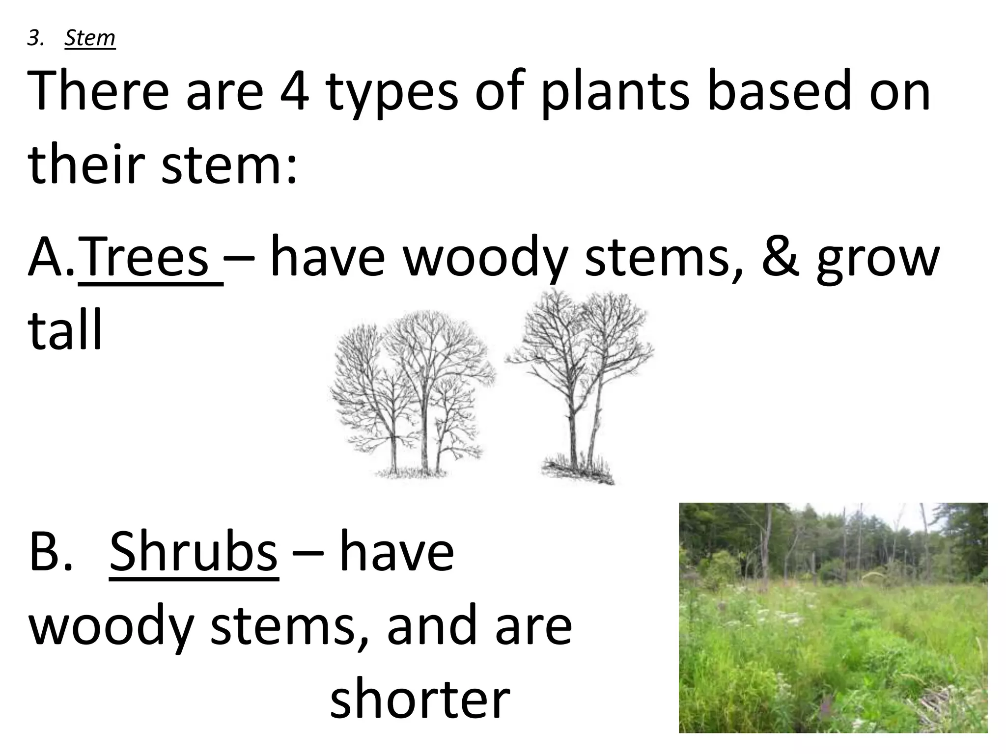 3. Stem

There are 4 types of plants based on
their stem:
A.Trees – have woody stems, & grow
tall


B. Shrubs – have
woody stems, and are
           shorter
 