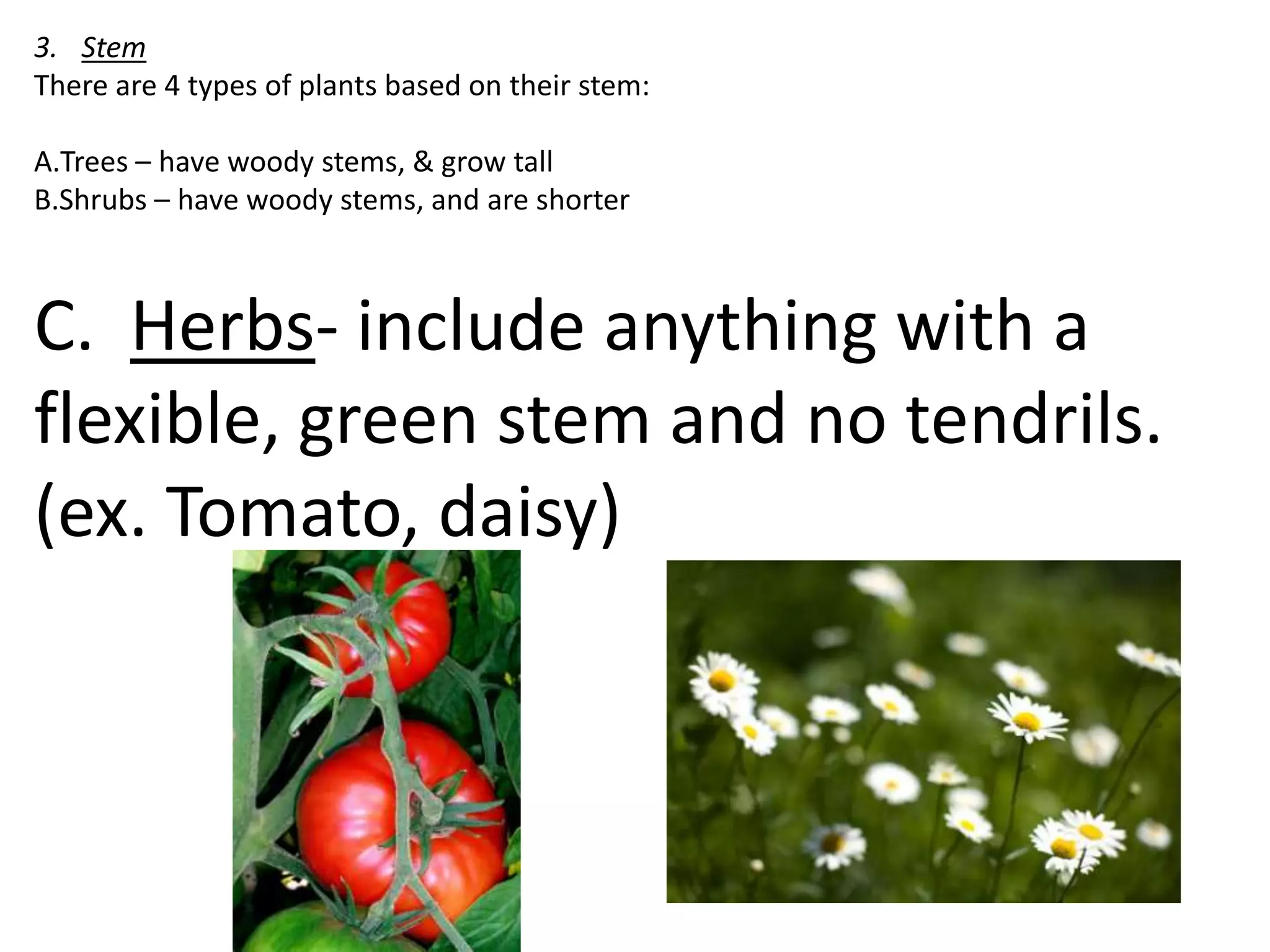 3. Stem
There are 4 types of plants based on their stem:

A.Trees – have woody stems, & grow tall
B.Shrubs – have woody stems, and are shorter



C. Herbs- include anything with a
flexible, green stem and no tendrils.
(ex. Tomato, daisy)
 